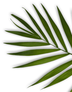 shape