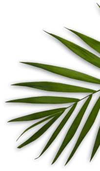 shape